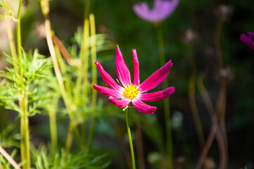 Purple daisy flower blooming in spring meadow on natural background