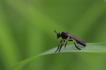 Dioctria hyalipennis fly on a blade of grass macro