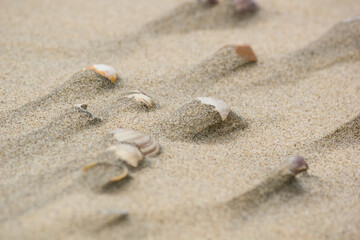 Fototapeta na wymiar Shells on the sand after the tide, background, texture. Coast of the North Sea, Netherlands