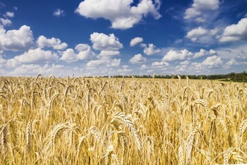 Rural landscape - field common wheat (Triticum aestivum) in the rays summer sun under sky with clouds