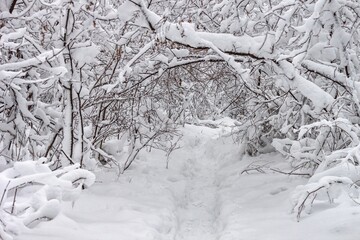 Winter fairy landscape - snow-covered road through the deciduous forest, ski track