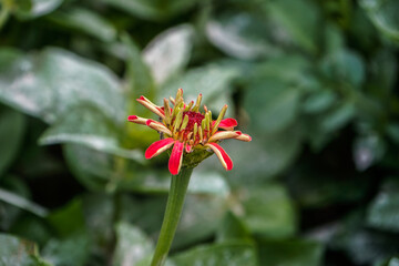 Red zinnia flower beginning to bloom in an outdoor flower garden. Green from the leaves background.