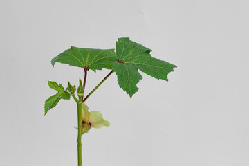 fresh okra, lady's finger (Abelmoschus esculentus ) isolated on white background