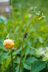 Insect hanging on the stem of a dahlia plant.