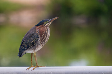 Green Heron