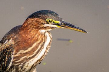 Green Heron