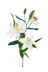 Bouquet of light lilies isolated on white background.