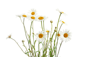 Bouquet of Daisy or Chamomiles isolated on a white background. - obrazy, fototapety, plakaty