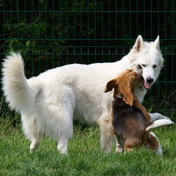 Cute picture of a Biggle dog kissing a white swiss shepherd dog