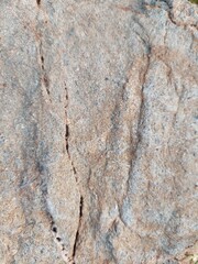 bark of a tree
