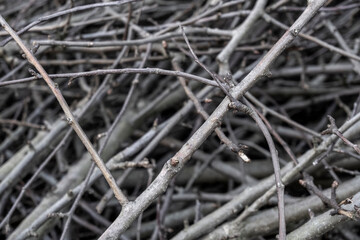 Branches
