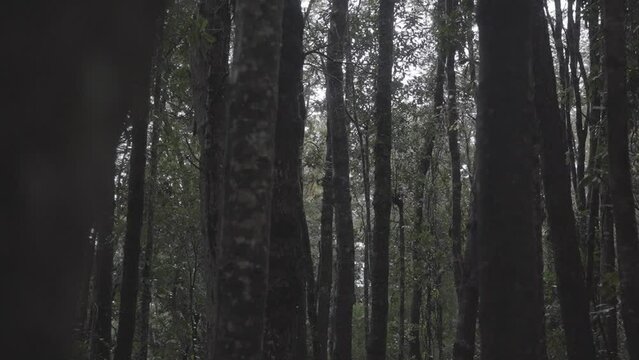 bosque chile sur