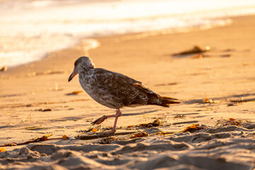 seagulls on the beach at sunset 
