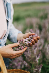 Women's hands collect medicinal herbs, pink fragrant sage nutmeg