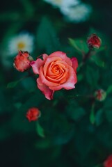 red rose in the garden