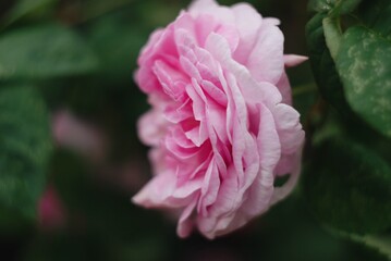 close up of pink flower