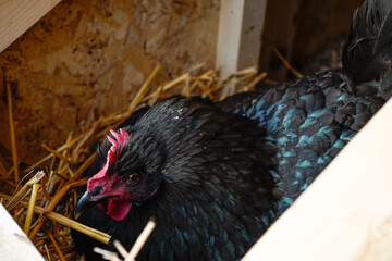 Black Australorp chicken laying in a nesting box.