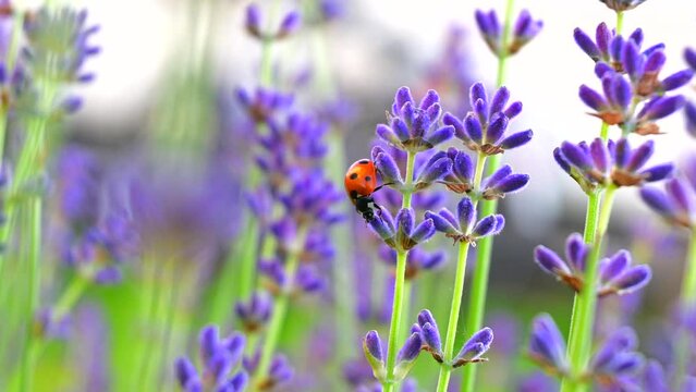 Closeup ladybug crawling on lavender flowers