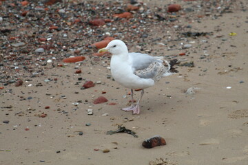 A beautiful image of a wild seagull bird on the coast at Crosby Beach. This photo was taken when the tide was out.