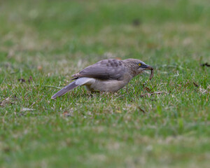 Jungle Babbler with kill. They are also called as seven sisters.