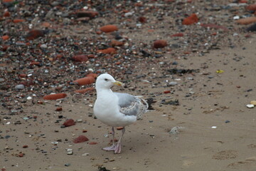 A beautiful image of a wild seagull bird on the coast at Crosby Beach. This photo was taken when the tide was out.