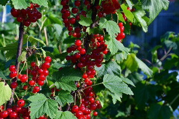 Obraz premium Branches of red currant with green leaves and ripening red berries in natural conditions in the garden. Amateur organic gardening. Photos without retouching and processing