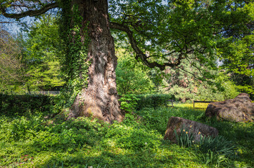 le vieux ch&ecirc;ne