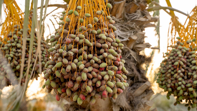 Date palm branches with ripe dates. Saudi arabian dates farm.