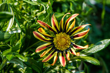 Unique red and yellow gazania daisy. Striped flower.