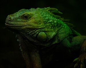 Fototapeta premium Green iguana