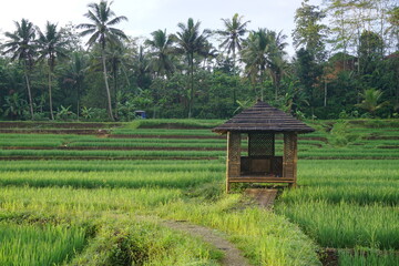 Fototapeta na wymiar Green rice fields plantation for agricultural concept. Beautiful view of Countryside. 