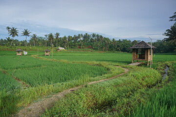 Green rice fields plantation for agricultural concept. Beautiful view of Countryside.