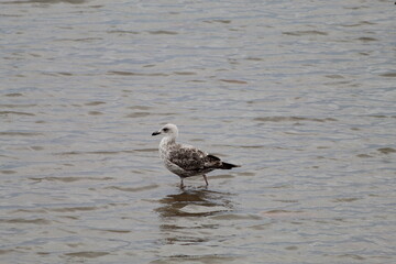 A beautiful image of a wild seagull bird on the coast at Crosby Beach. This photo was taken when the tide was out.