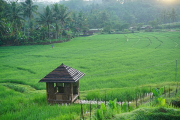 Obraz premium Green rice fields plantation for agricultural concept. Beautiful view of Countryside. 