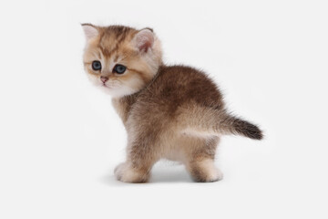 British shorthair kitten of golden color on white background and green leaves. Cute red chinchilla kitten. Pets at cozy home. Top down view web banner. Funny adorable pets cats. Postcard concept.