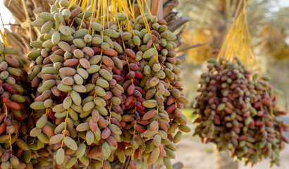 Date palm branches with ripe dates. Saudi arabian dates farm. - obrazy, fototapety, plakaty
