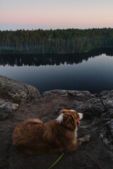 A beautiful thoroughbred dirty but happy dog lies on rock and looks down at river. The concept of traveling in Russia. Australian Shepherd travels to Karelia in summer.