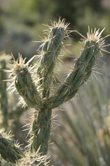 close up of cactus in the desert