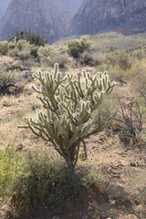 cactus at red rock canyon