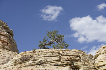 stunning red rock canyon landscape