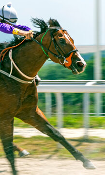 Horse race for the prize Kaisheva in Pyatigorsk,Northern Caucasus.