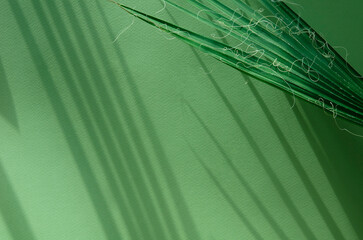 Green botanical background with shadows and sunlight. Tropical background with palm leaf on wall...