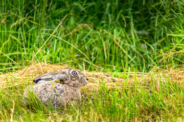 Wild european hare sitting in green grass meadow. Lepus Europaeus