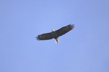 bald eagle flying in the clear sky