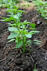 closeup the bunch ripe small chilly plant soil heap and growing with leaves in the farm soft focus natural green brown background.