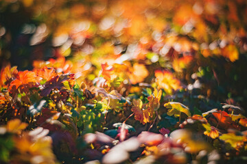 Autumn time - soft focus effect