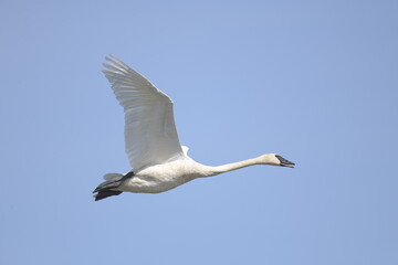 Fototapeta na wymiar swan flying in the clear sky