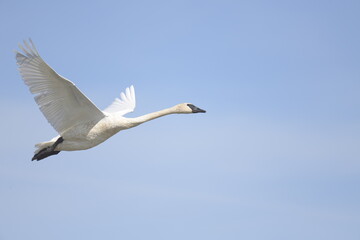 swan flying in the clear sky