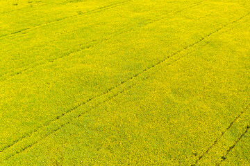 Aerial drone view of cultivated colorful raps field in Czech Republic