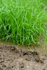 closeup the bunch green ripe paddy plant soil heap and growing in the farm soft focus natural green brown background.